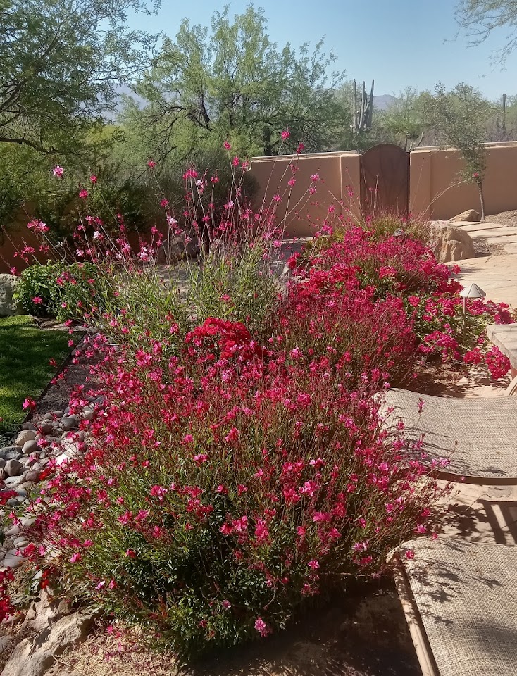 Desert Garden Services project